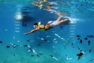 Oahu: Snorklaus- ja delfiiniristeily luau-tyylisellä buffetilla