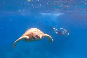 Honolulu: Snorkel med skildpadder, vandscooter, paddleboard