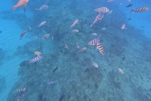 Снорклинг на Оаху с черепахами, водный скутер, паддлборд