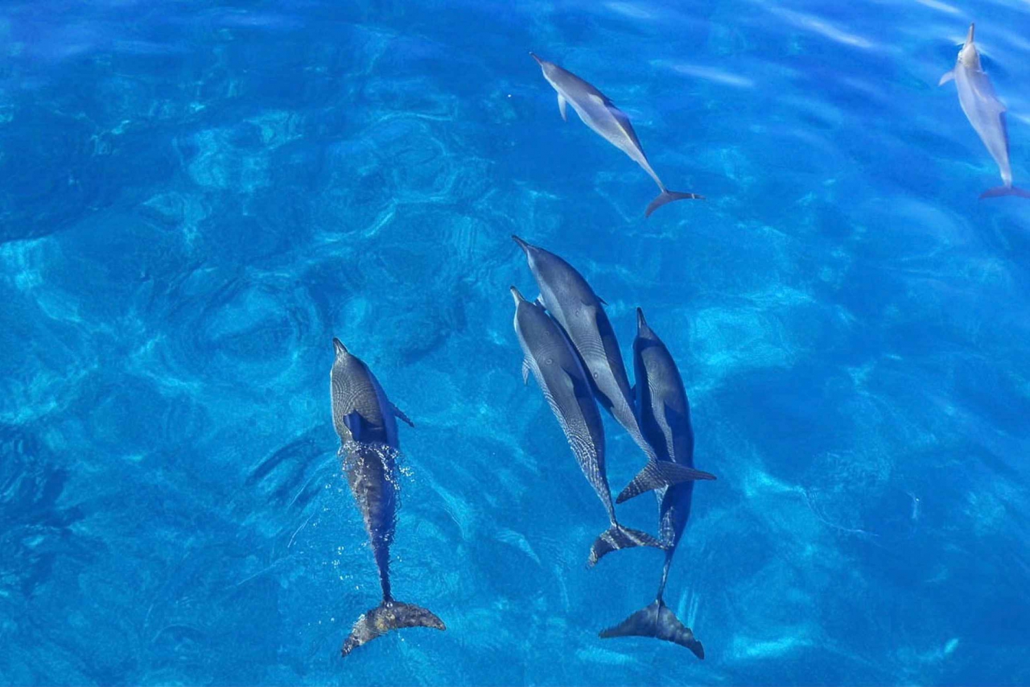 Oahu: Delfinsvømning og snorkeltur i speedbåd