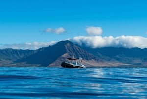 Oahu: Hurtigbåttur med delfinsvømming og snorkling