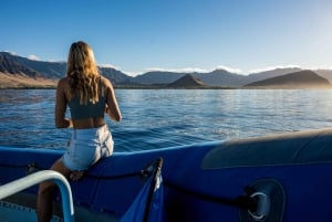 Oahu: Snabb båttur med delfinsim och snorkling
