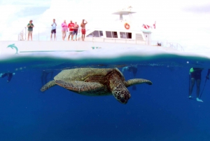 Oahu: Crociera con osservazione dei delfini e snorkeling al tramonto Cena e bevande