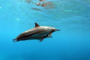 Oahu: Crociera con osservazione dei delfini e snorkeling al tramonto Cena e bevande