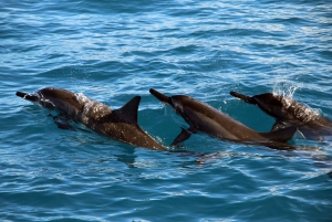 Oahu: Crociera con osservazione dei delfini e snorkeling al tramonto Cena e bevande