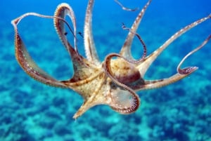 Oahu: Crociera con osservazione dei delfini e snorkeling al tramonto Cena e bevande