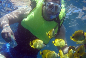 Oahu: Crociera con osservazione dei delfini e snorkeling al tramonto Cena e bevande