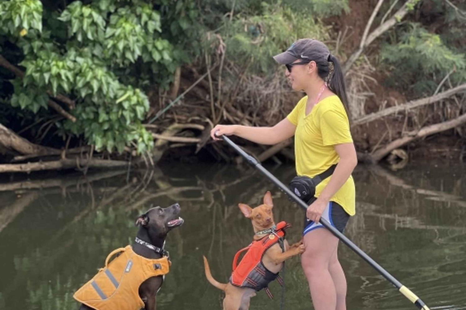 Оаху: SUPDog Experience — гребля на доске с веслом с собаками-спасателями