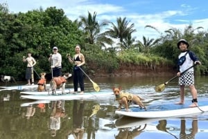 Oahu: SUPDog Experience - Paddle Board met Reddingshonden