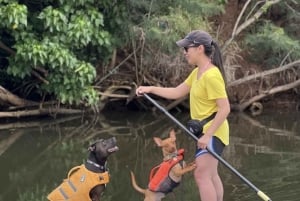 Oahu: SUPDog Experience - Paddle Board met Reddingshonden