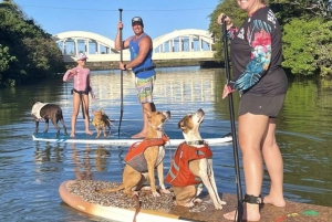 Оаху: SUPDog Experience — гребля на доске с веслом с собаками-спасателями