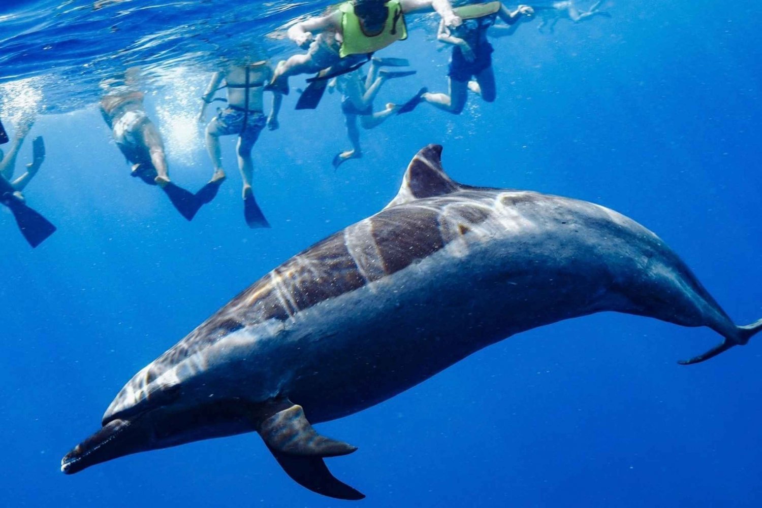 Oahu: Nado con Delfines, Excursión de Snorkel con Tortugas y Tobogán Acuático