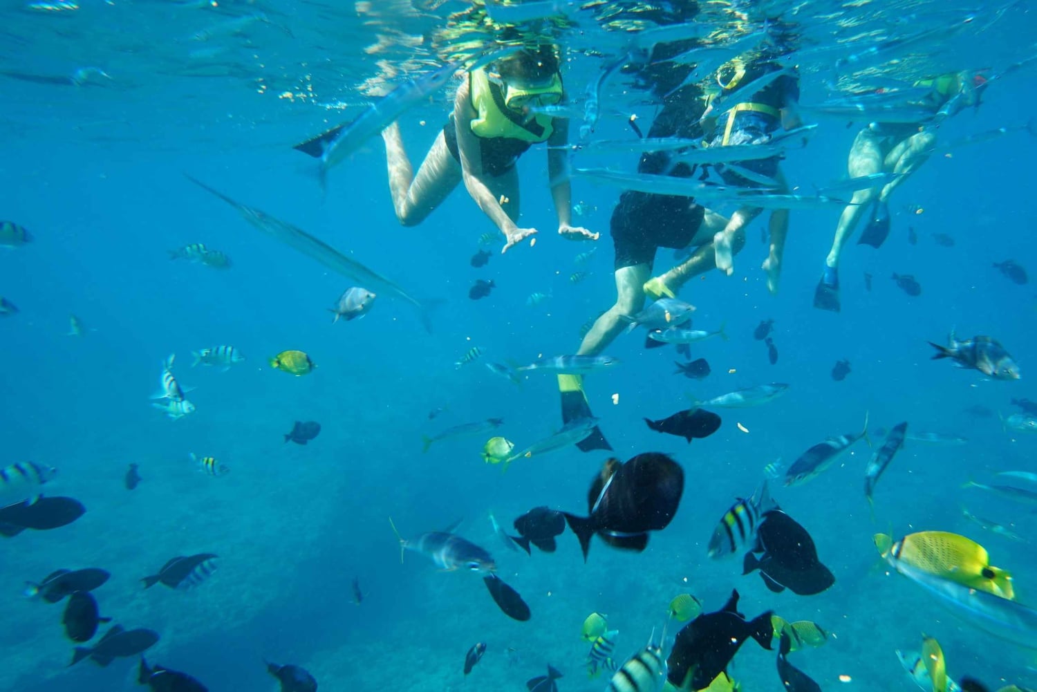 Oahu : Nagez avec les dauphins, tour de plongée avec masque et tuba pour les tortues et toboggan aquatique