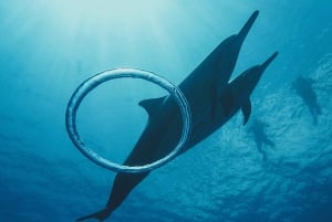 Oahu: Zwemmen met dolfijnen, schildpadden snorkeltour en waterglijbaan
