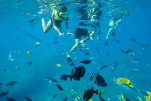 Oahu: Zwemmen met dolfijnen, schildpadden snorkeltour en waterglijbaan