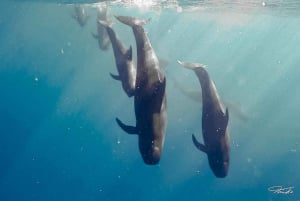 Oahu: Popływaj z delfinami, nurkowanie z żółwiem i zjeżdżalnia wodna