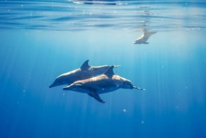 Oahu: Schwimmen mit Delfinen, Schildkröten-Schnorcheltour und Wasserrutsche