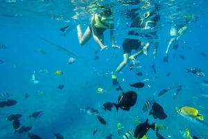 Oahu : Nagez avec les dauphins, tour de plongée avec masque et tuba pour les tortues et toboggan aquatique