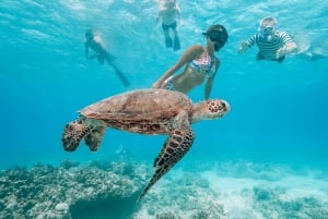 Oahu : Nagez avec les dauphins, tour de plongée avec masque et tuba pour les tortues et toboggan aquatique