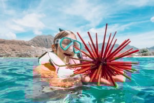 Oahu : Nagez avec les dauphins, tour de plongée avec masque et tuba pour les tortues et toboggan aquatique
