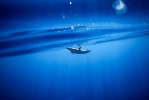 Oahu : Nagez avec les dauphins, tour de plongée avec masque et tuba pour les tortues et toboggan aquatique