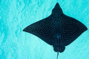 Oahu : Nagez avec les dauphins, tour de plongée avec masque et tuba pour les tortues et toboggan aquatique