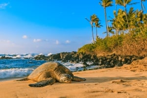 Oahu: Den ultimative private ø-tur med 5-7 gæster