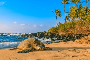 Oahu : L'ultime visite privée de l'île 5-7 invités