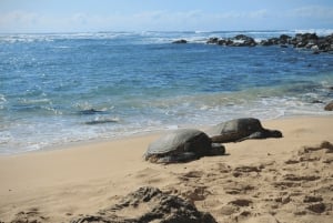 Oahu: The Ultimate Private Circle Island Tour 1-4 Guests