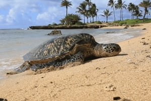 Oahu: The Ultimate Private Circle Island Tour 1-4 Guests