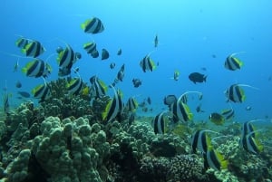 Oahu: Probeer duiken vanaf de kust