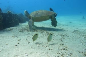 Oahu: Kokeile sukellusta rannalta