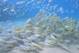 Oahu : Essayez la plongée sous-marine depuis le rivage