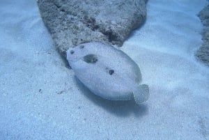 Oahu : Essayez la plongée sous-marine depuis le rivage
