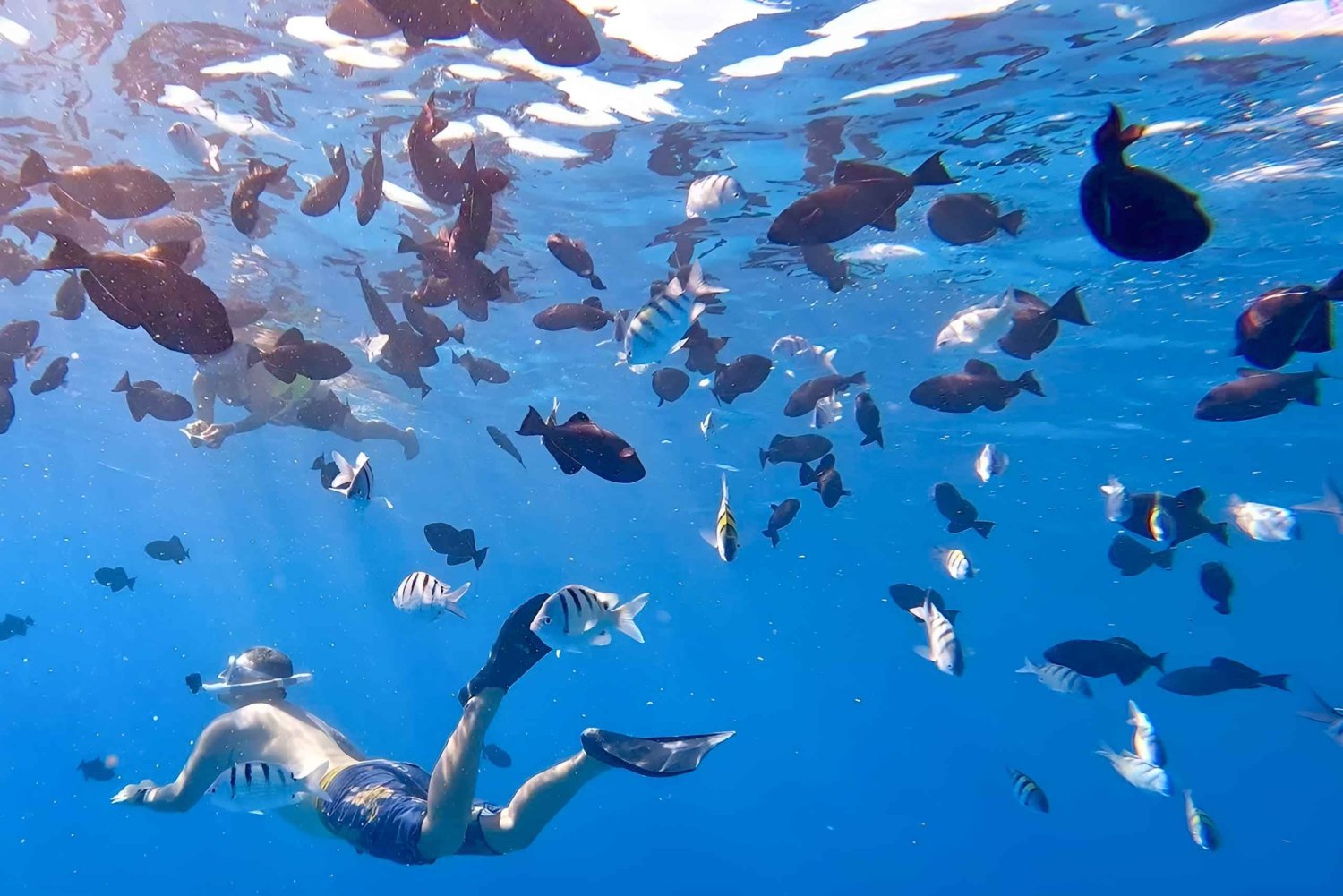 Oahu: Snorkelavontuur in Turtle Canyon met uitrusting