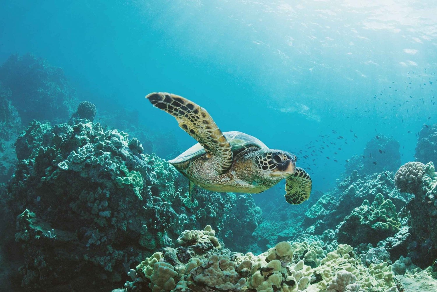 Oahu: Schildkrötenschlucht Schnorchel-Bootsfahrt