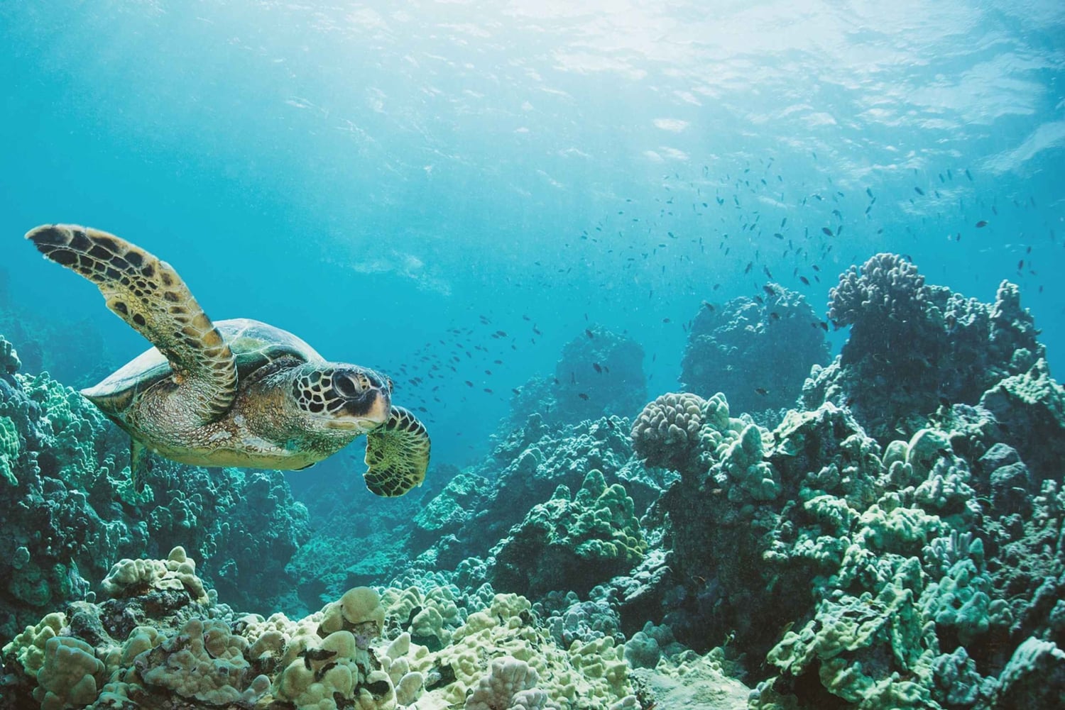 Oahu: Schildkrötenschlucht Schnorchel-Bootsfahrt