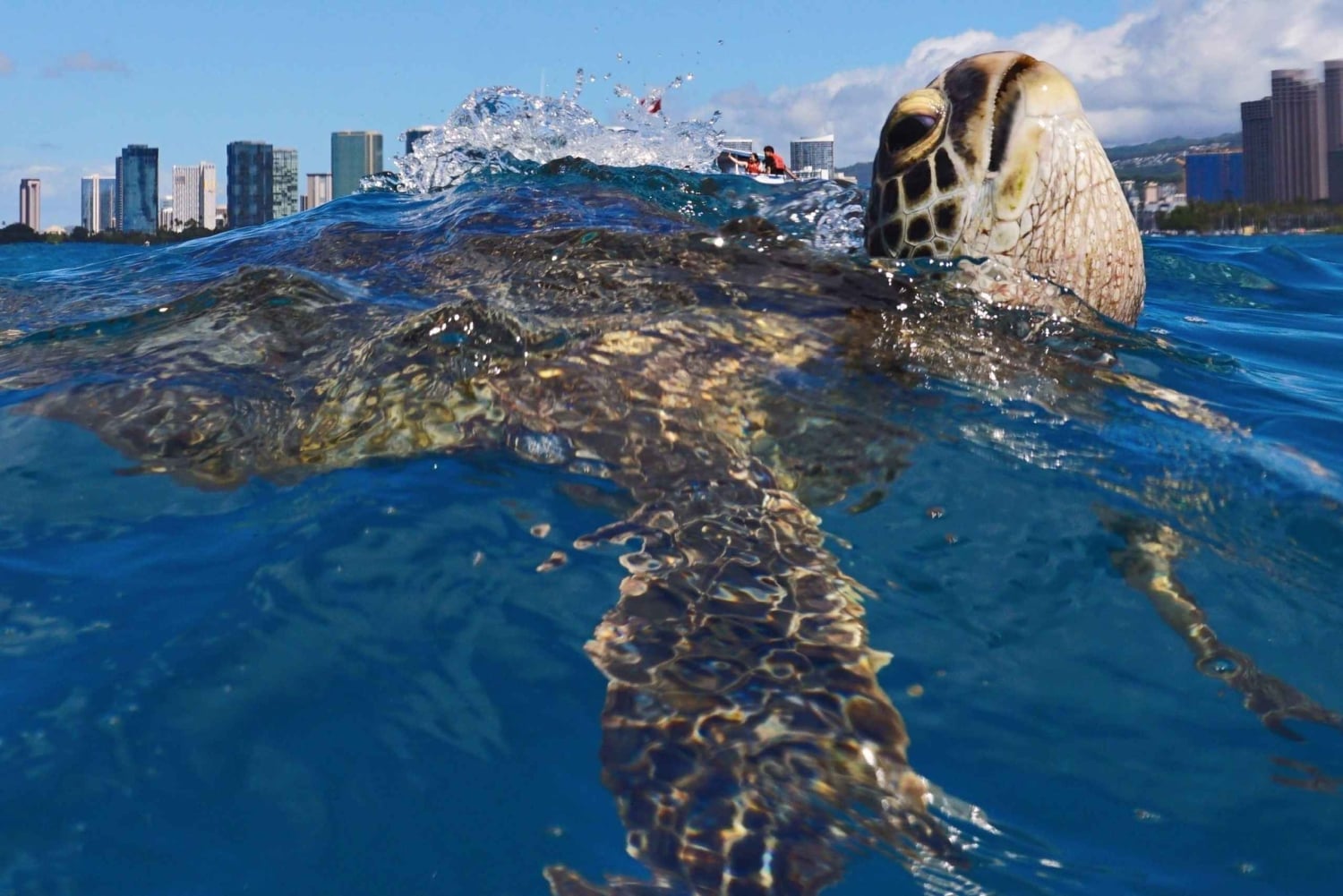 Oahu: Schildkrötenschlucht Schnorchel-Bootsfahrt