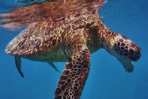 Oahu: Schildkrötenschlucht Schnorchel-Bootsfahrt