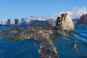 Oahu : Excursion en bateau pour la plongée en apnée à Turtle Canyon