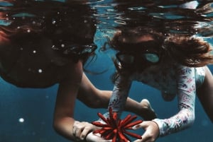 Oahu: Schildkrötenschlucht Schnorchel-Bootsfahrt