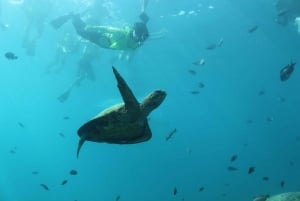 Oahu: mergulho com snorkel no Turtle Canyon e dança Hula