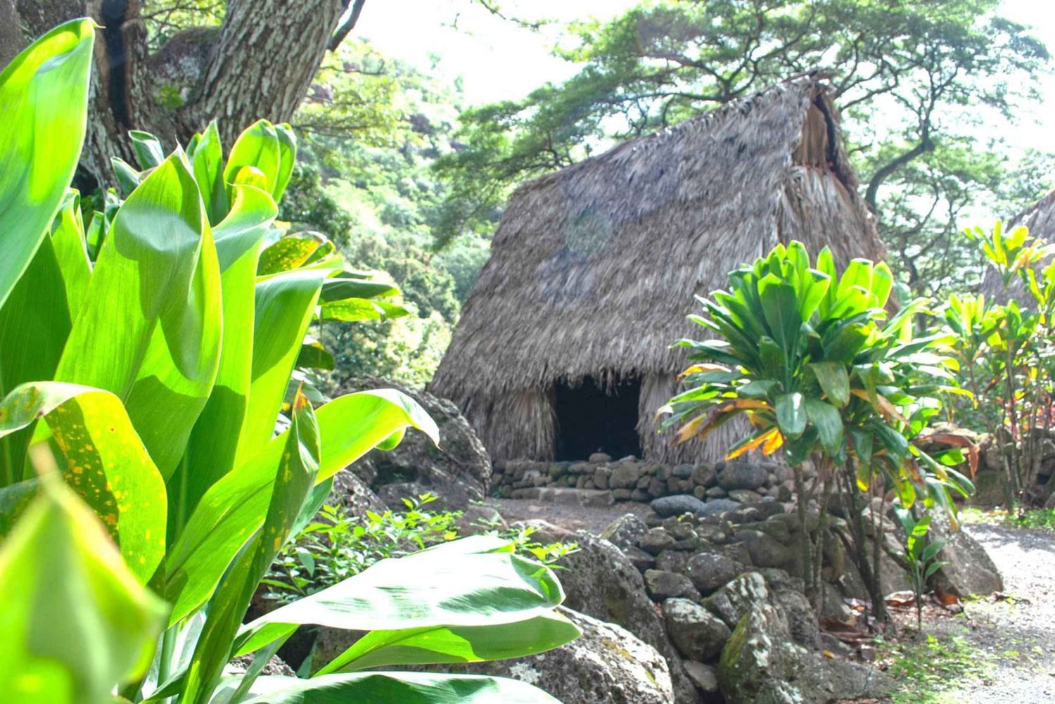 Oahu: Valley of Waimea Falls Swim & Hike med frokost og Dole