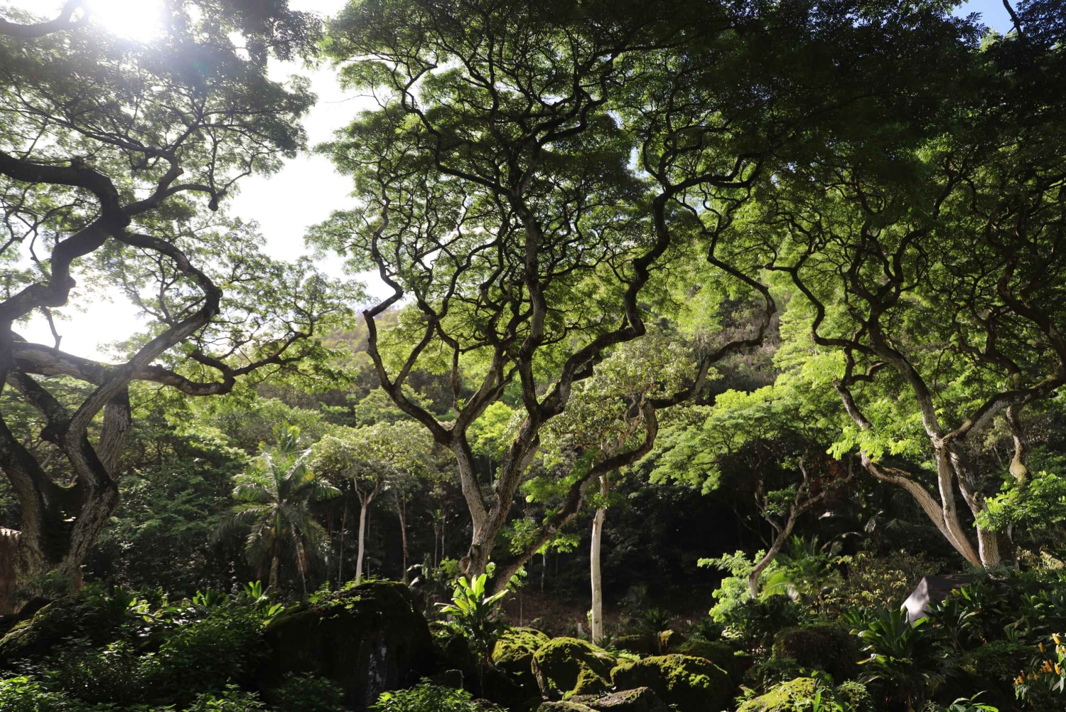 Oahu: Valley of Waimea Falls Swim & Hike med frokost og Dole