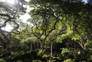 Oahu: Valley of Waimea Falls simma och vandra med lunch och Dole