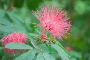 Oahu: Valley of Waimea Falls Swim & Hike with Lunch & Dole