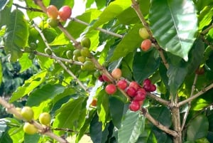 Oahu: Valley of Waimea Falls Swim & Hike med frokost og Dole