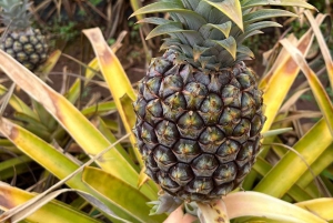 Oahu: Valley of Waimea Falls Swim & Hike med frokost og Dole