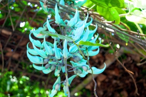 Oahu: Valley of Waimea Falls Swim & Hike med frokost og Dole