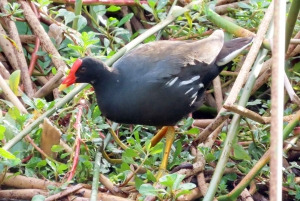 Oahu: Valley of Waimea Falls Swim & Hike med frokost og Dole